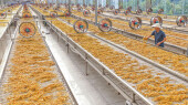 黄花菜铺出金色产业路
