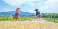 万亩示范区“双抢”忙