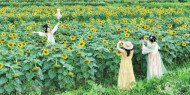 田园风光惹人醉
