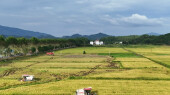 农机作业忙“双抢”