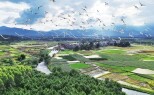 生态向好 鹭鸟飞来