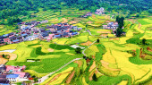 瑶乡梯田入画来