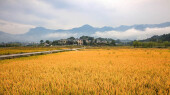 云雾绕青山 稻浪迎丰收