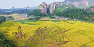 崀山“朱鹮稻”熟了