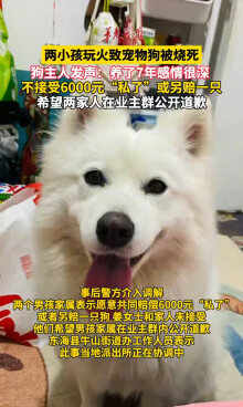 狗主人回应两小孩玩火致宠物狗被烧死 希望两家人公开道歉