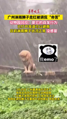 广州淋雨狮子被调侃命苦 动物园回应：是它的自发行为
