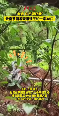 云南茶园发现眼镜王蛇一家38口