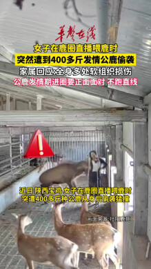 女子直播遭400多斤发情公鹿偷袭