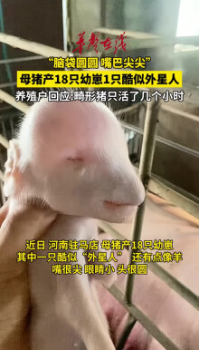 母猪产18只幼崽1只酷似外星人
