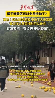 游客在橘子洲捡柚子 景区回应会统一采摘