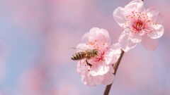 春日常德 繁花似锦