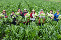 图说常德⑧｜春蔬鲜嫩，产销两旺