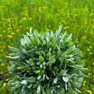 你不知道的宝藏新区丨挖野菜 寻春意