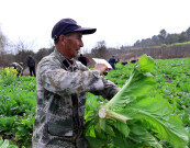 亩产达5000公斤！津市“订单农业”带动村民致富