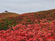 浏阳大围山杜鹃花海即将进入盛放期
