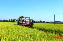 宁乡现代农业：三花一米 香飘万里丨湖南日报特稿