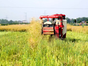 石门油菜收割现场：大地流金 沃野欢歌
