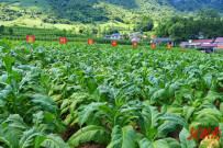 石门：抢抓农时守护“金叶” 坚定灾后丰收信心