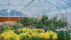 菊映秋光！岳麓山第22届菊花展定档11月12日