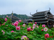 万株芙蓉耀星城