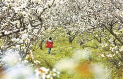 湘江周刊·封面丨潮湿的梨树林