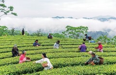 贡茶千年韵 香飘万里程——沅陵碣滩茶的前世今生