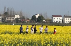 汉寿北拐村：万亩油菜铺金毯，农旅融合促振兴 