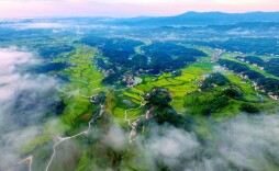 航拍湖南再生稻成熟 宛如大地铺金