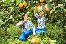 涟源市古塘乡：金秋梨丰收