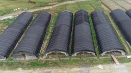 新邵：产业扶贫靠龙头 降低风险稳增收