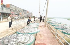 好环境好风景 晒鱼长廊晒出了幸福生活