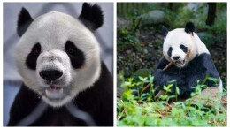 这个8月不妨来凤凰看看国宝熊猫！