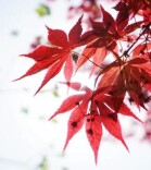 跳舞下腰引发截瘫   多因保护不到位所致