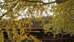 家乡的银杏，是童年最生动的记忆