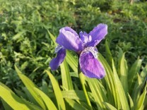 暖！陌生女子默默护送盲人过马路