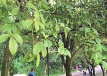 “迟到”的桂花终于飘香 赏桂地图已为你整理好了