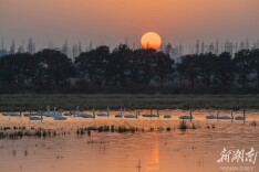 营田镇：党建引领开新局 乡村振兴正当时