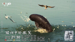 江豚跃入央视镜头！十年“豪赌”，“江豚爸爸”徐亚平赢了