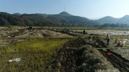 乡村振兴 | 江华大路铺镇仙石村：马蹄丰收 村民增收