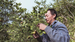 杏子铺镇：党建引领 绘就富民强镇美好画卷