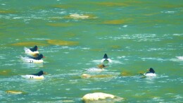 中华秋沙鸭又“组团”来双牌打卡啦！