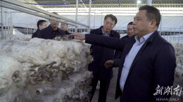 蔡富强赴打鼓坪调研湖南省非物质文化遗产瑶族古方引子茶原材料基地保护开发利用工作