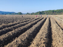 乡村振兴 | 江华白芒营镇烟田翻耕起垄忙