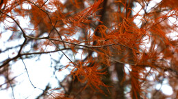 尚江公路红杉映碧水 不负好冬色