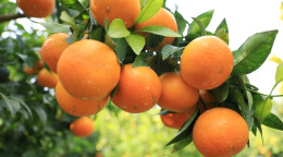 乡村振兴 | 江华界牌乡源水村：沃柑飘香引客来