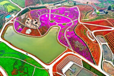 龙塘镇：茶旅融合创佳绩 产业富农促振兴