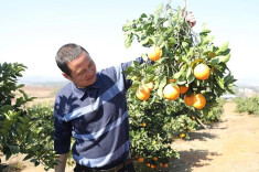 返乡兄弟开启乡村振兴“橙色”密码