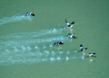 潇水护“鸭”人
