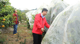 江华农技人员指导果农做好御寒措施