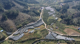 “五联系五到户”主题活动 | 江华大锡乡：“五联系五到户”助推沃柑产业高品质发展